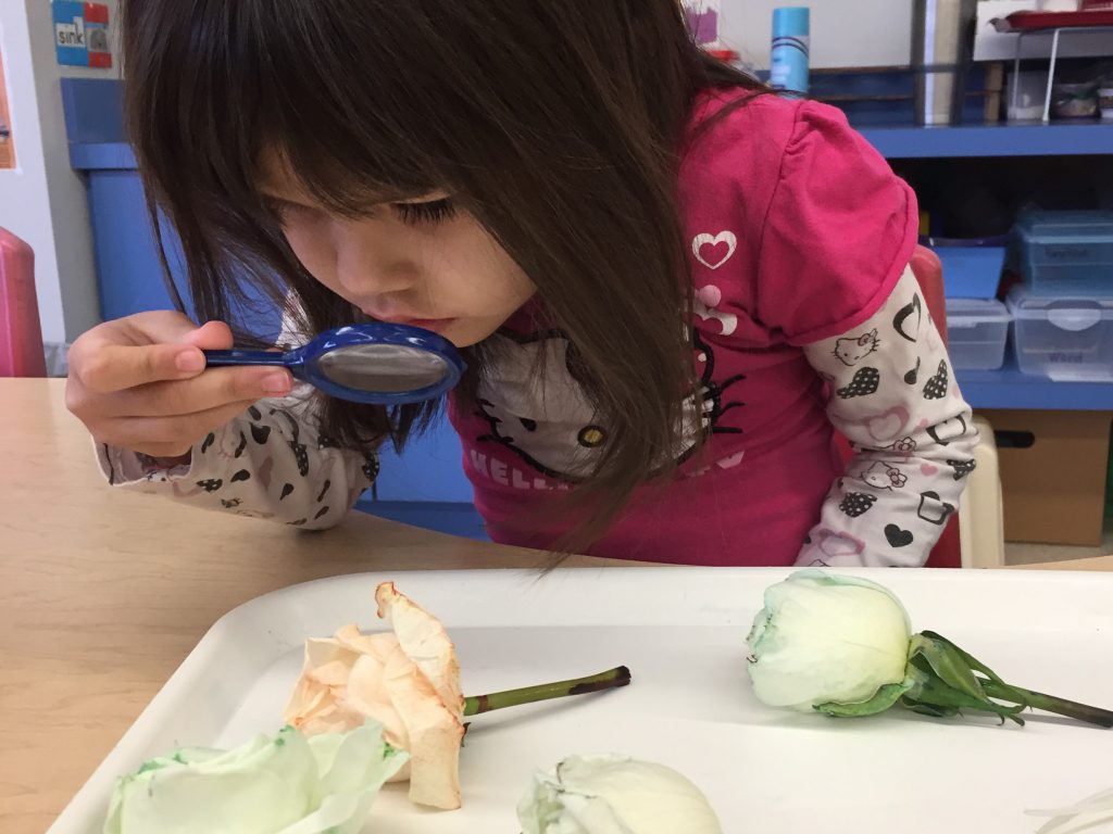 Preschool student examining colored roses with a magnifying glass